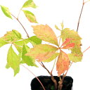(観葉植物)パーセノシッサス 品種系斑入りアメリカヅタ 流星 3号(1ポット)