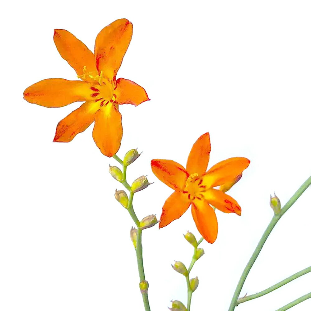 （山野草）スズランヒオウギ（鈴蘭檜扇）　ヒメヒオウギスイセン　5号（1鉢）（休眠状態）