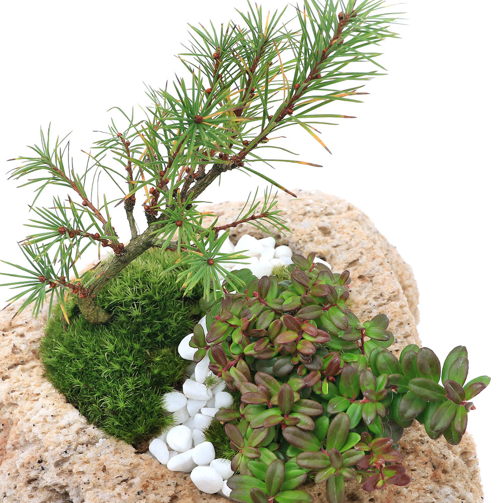 （山野草）盆栽　山野草盆栽　抗火石鉢植え　松とコケモモ　飾り石付き　Lサイズ（1鉢）（休眠状態）