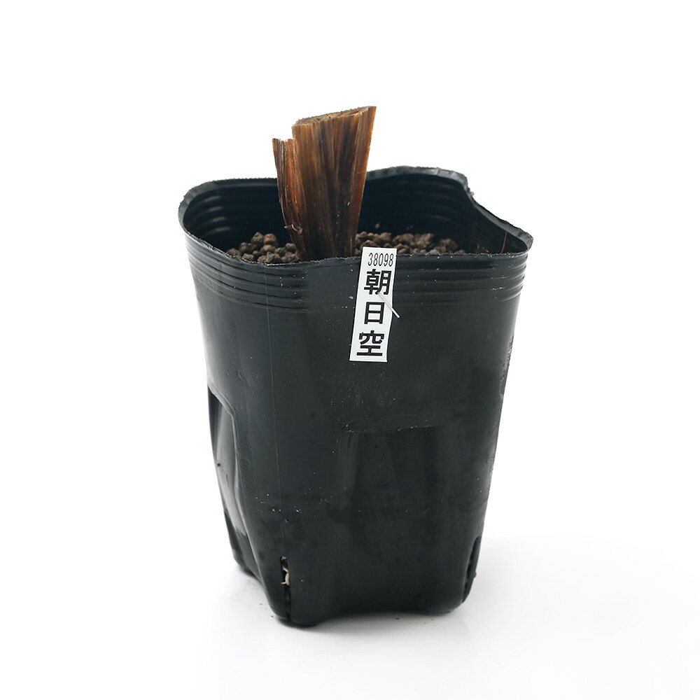 �ʥӥ��ȡ��ס˿�����ʪ���־Գ���ī�����ʥ����ҥ���˰�����������̮��黰�Ѳ֡�1�ݥåȡˡʵ�̲���֡�