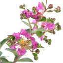 (山野草)サルスベリ 花色おまかせ 4号〜(1鉢)