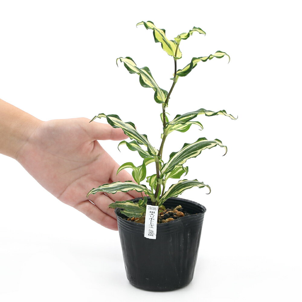 （山野草）斑入りホトトギス 三光斑 3号（1ポット）（休眠状態）