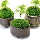 (盆栽)苔盆栽 益子焼鉢植え フジノマンネングサ 鉢おまかせ(1鉢)