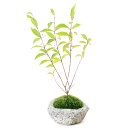 (盆栽)苔盆栽 ムラサキシキブ(紫式部) 〜白溶岩石鉢〜 Sサイズ(1鉢)