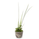 (山野草)苔盆栽 コケモモと斑入りセキショウ おまかせ穴有益子焼植木鉢(1鉢)