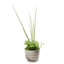 (山野草)苔盆栽 ヒトミソウと斑入りセキショウ おまかせ穴有益子焼植木鉢(1鉢)