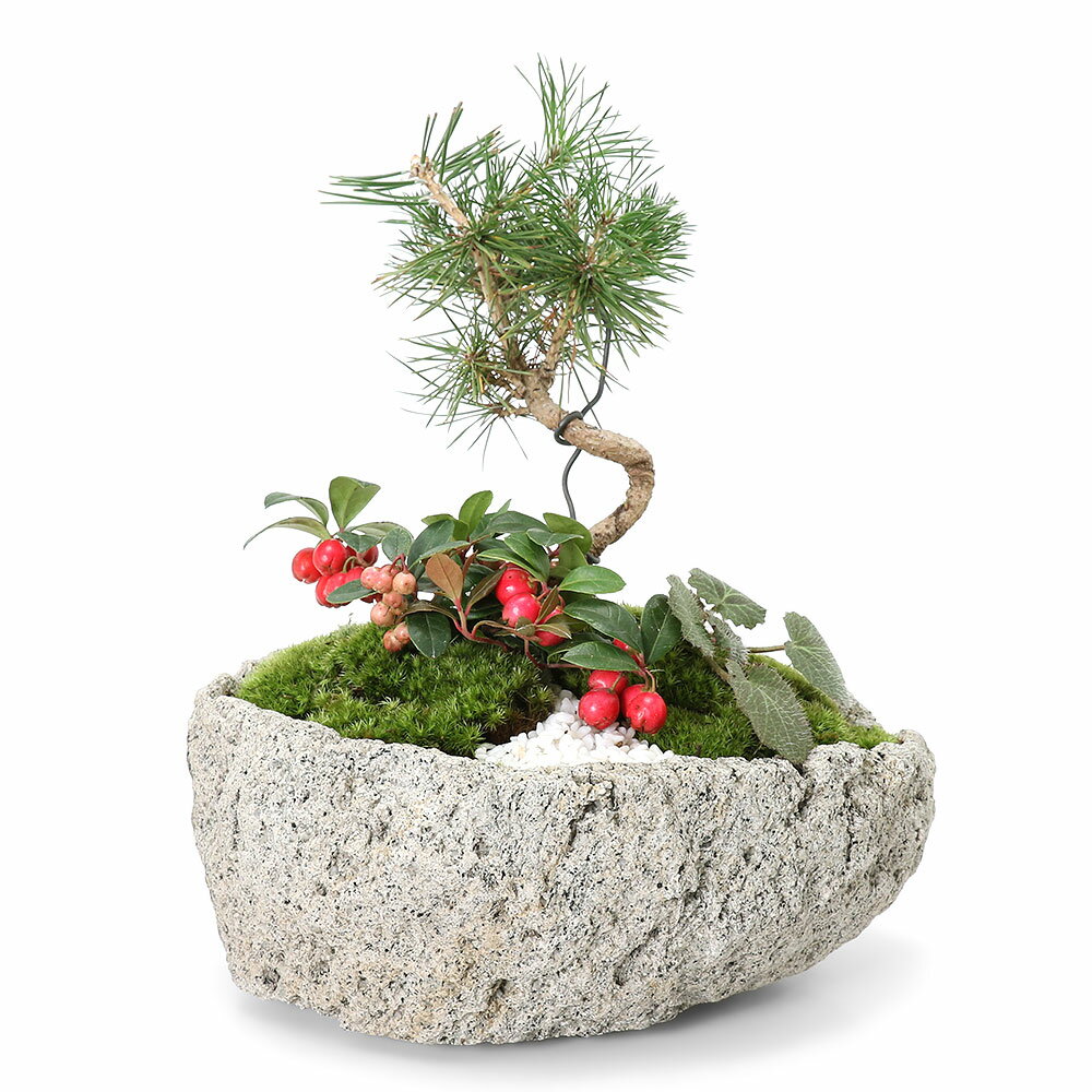 楽天市場】石鉢(盆栽|花・観葉植物):花・ガーデン・DIYの通販 楽天市場】石鉢(盆栽|花・観葉植物):花・ガーデン・DIYの通販