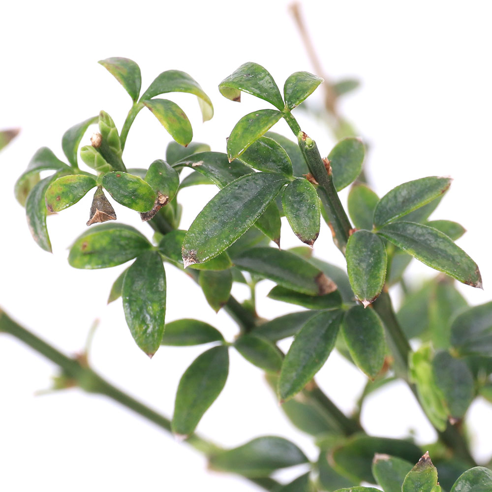 （盆栽）オウバイ（黄梅）4号（1鉢）（休眠状態）