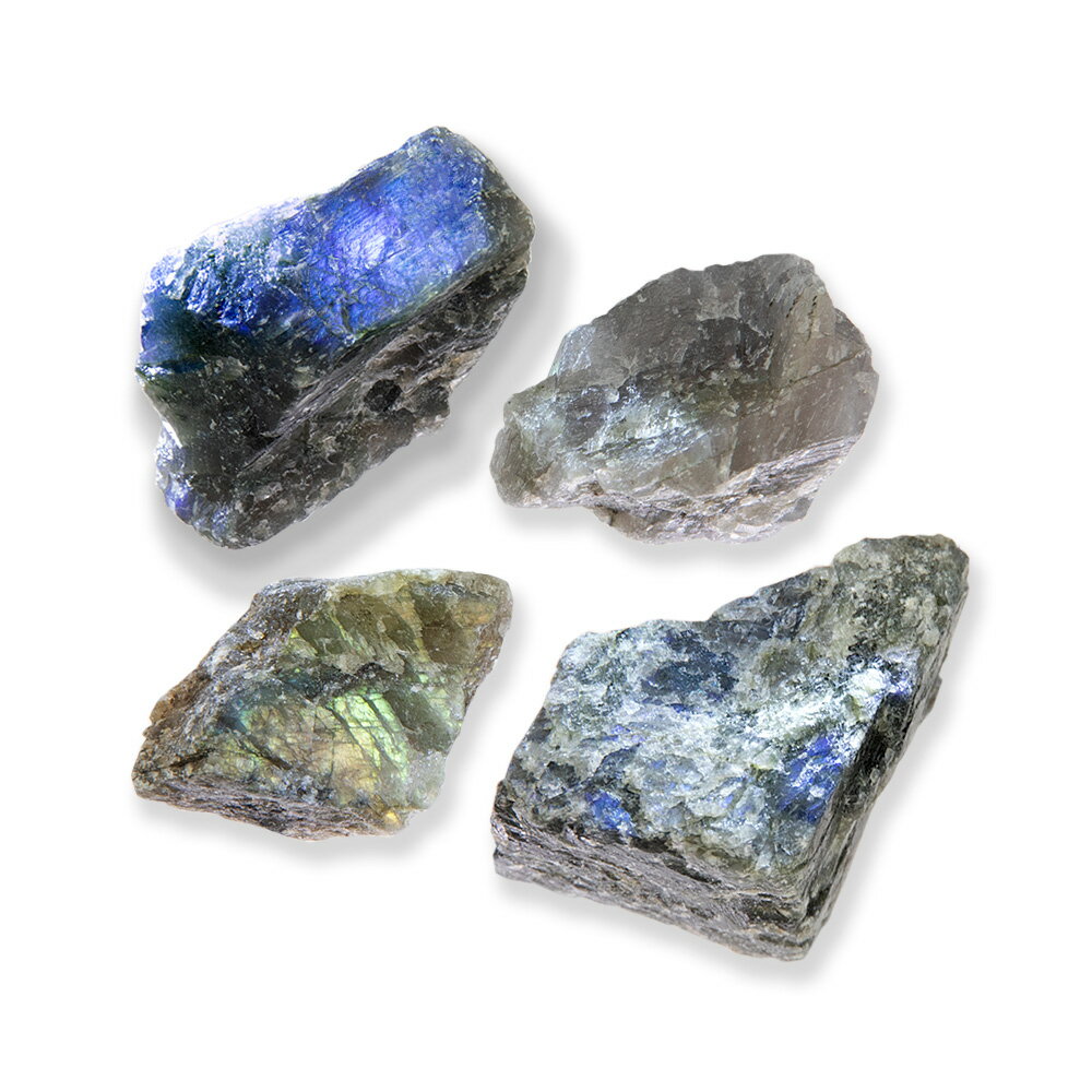 �ʴ��տ�ʪ���ݥƥ�ꥦ�ࡡ���Х쥤�����ȡ���֥�ɥ饤�ȡ��⳥Ĺ�С˥��饹�ݥå�S��1�ġˡ���������