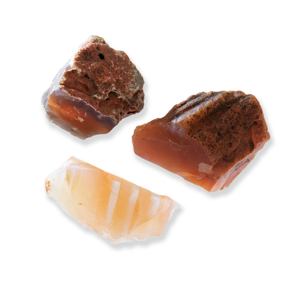 �ʴ��տ�ʪ���ݥƥ�ꥦ�ࡡ���Х쥤�����ȡ������ͥꥢ��ʹȶ̿�˥��饹�ݥå�S��1�ġˡ���������