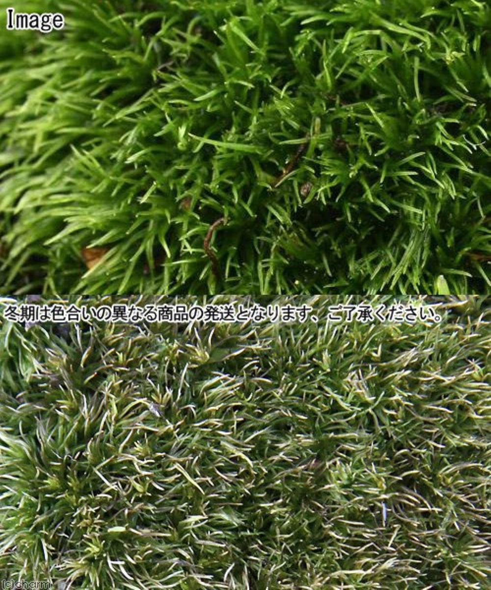 �ʥƥ�ꥦ����ݡ�����ϥ��饬������������ȱ�ݡ�Ⱦ�ȥ졼ʬ