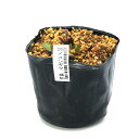(山野草)キク(菊)桃花ノコンギク 桃仙(トウセン)3号(1ポット)多年草 宿根草