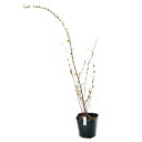 (山野草)盆栽 ユキヤナギ(雪柳)3.5~4号 樹高40~50cm程度(1ポット)落葉低木 庭木
