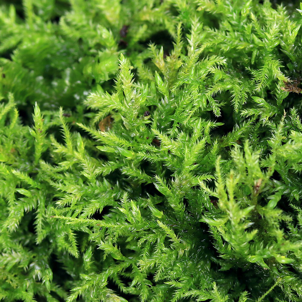 （観葉植物）テラリウム　苔　ヤノネゴケ　1パック分