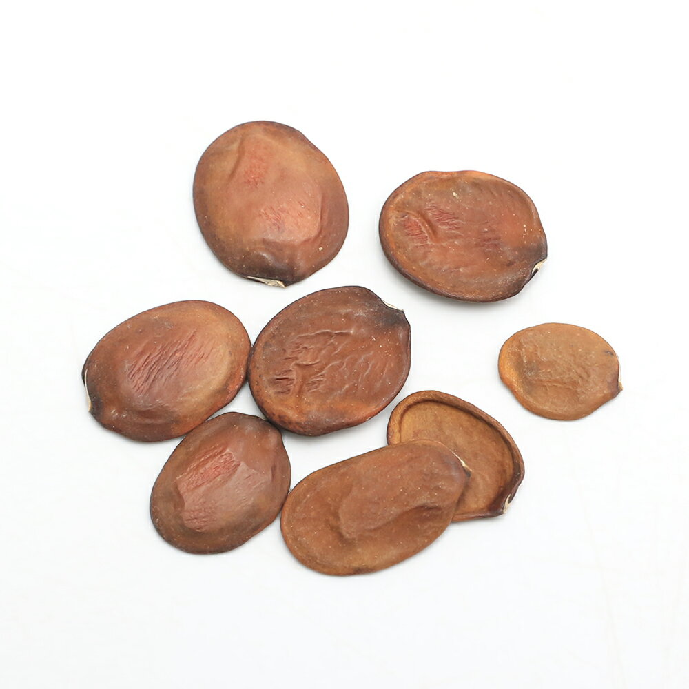 （観葉植物）種子 パホニアの一種の種 赤花（3粒）発芽保証なし