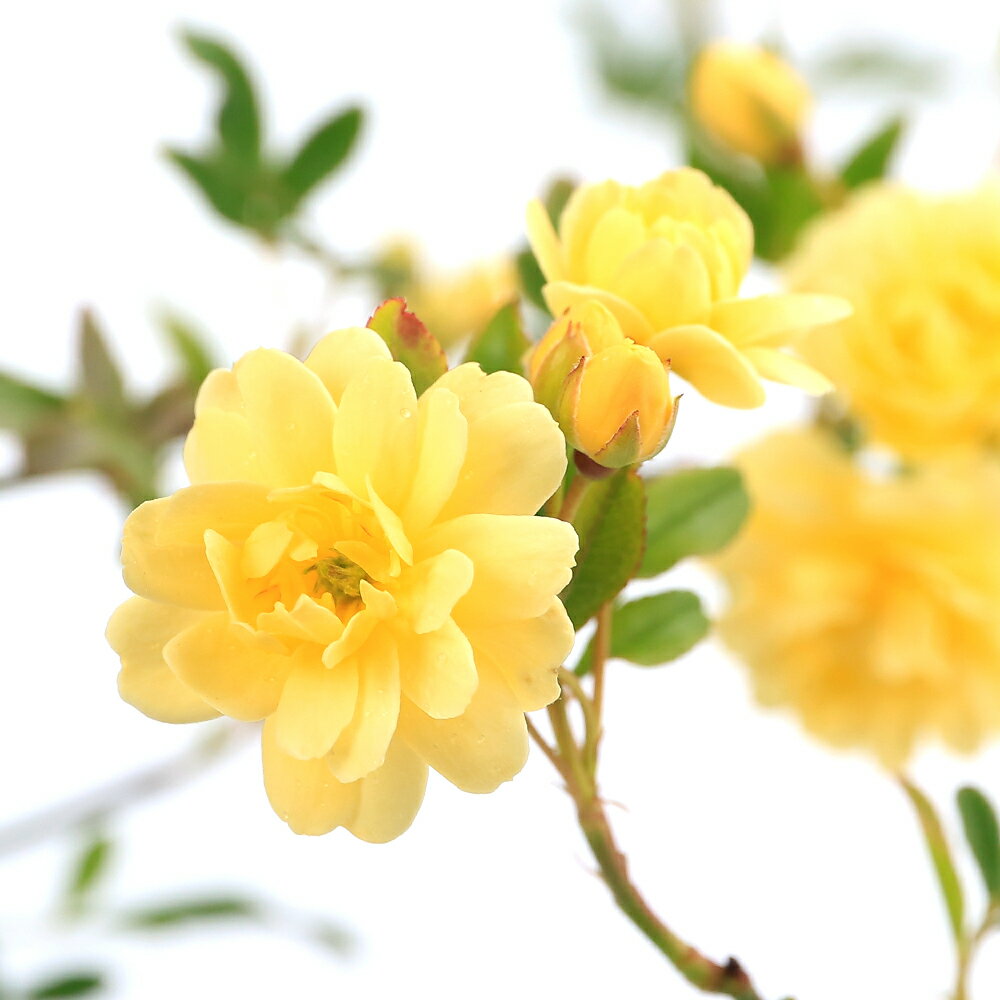 （観葉植物）モッコウバラ（木香薔薇）黄花八重咲モッコウバラ　3．5～4号（1ポット）