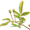 (観葉植物)モッコウバラ(木香薔薇)白花八重咲モッコウバラ 3.5〜4号(1ポット)