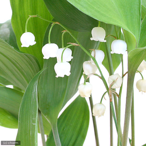 （山野草）ニホンスズラン（日本鈴蘭） 3号（3ポット）（休眠状態）