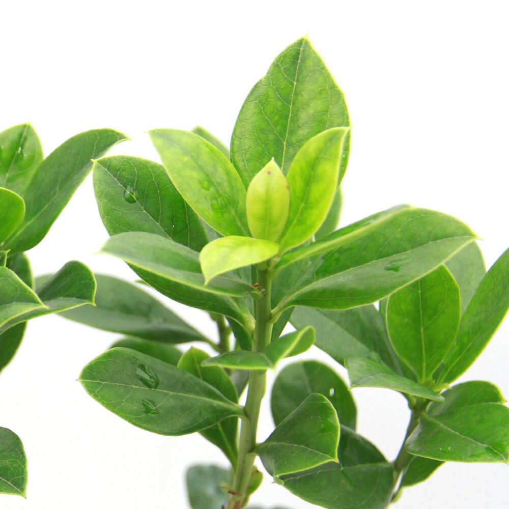 （山野草）盆栽　中国ドウダンツツジ（中国灯台躑躅）4号（1ポット）庭木（休眠状態）