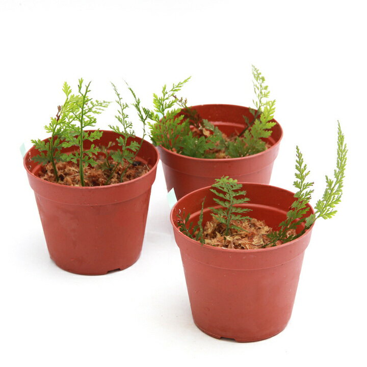 �ʥƥ�ꥦ��˥��������ۥ饴����1�ݥåȡ�