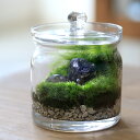 (観葉植物)苔テラリウム 鉱石レイアウト スモーキークォーツ(煙水晶) ガラスポットS 説明書付