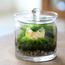 (観葉植物)苔テラリウム 鉱石レイアウト ファントムシトリン(黄水晶) ガラスポットS 説明書付