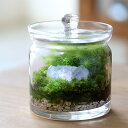 (観葉植物)苔テラリウム 鉱石レイアウト セレスタイトクラスター(天青石) ガラスポットS 説明書付