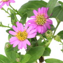 (山野草)キク(菊) ヒメノコンギク(姫野紺菊) 紅帽子 3号(1ポット)