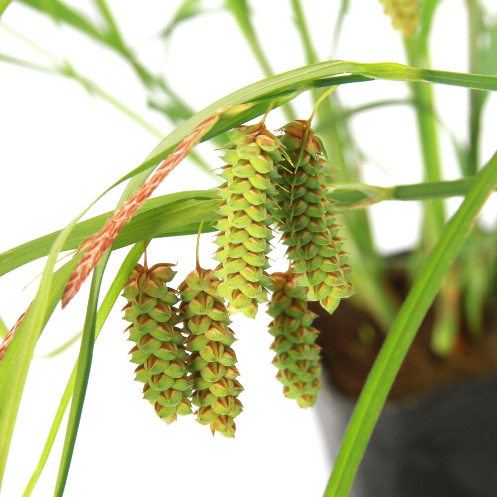 （ビオトープ）水生植物　ゴウソ（タイツリスゲ）（1ポット）　湿生植物