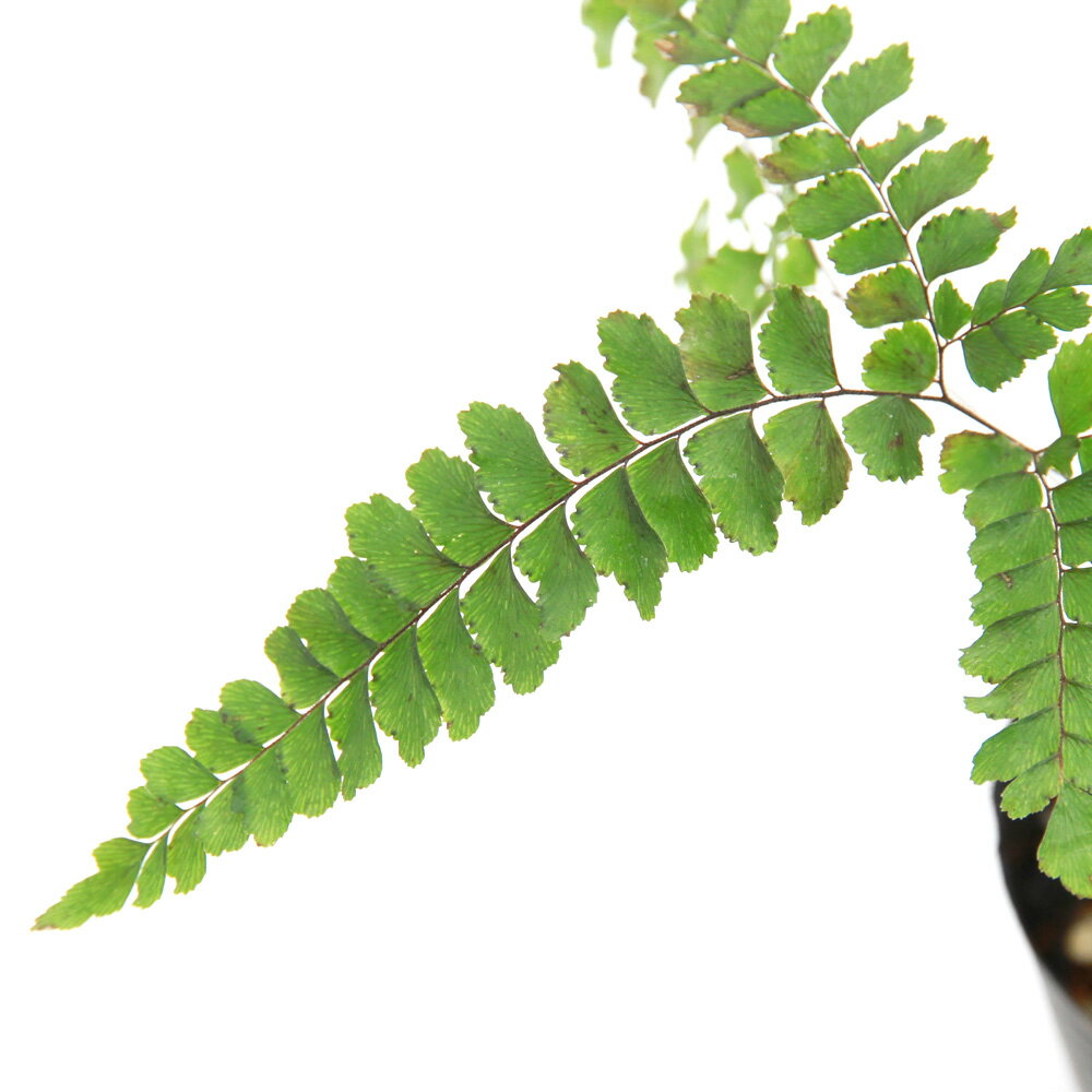 （山野草）シダ（羊歯）　アラゲクジャクシダ（荒毛孔雀羊歯）　3号（1ポット）（Adiantum　pedatum）宿根草