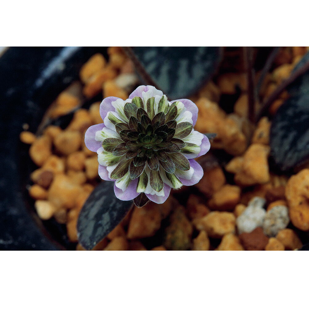 （山野草）ユキワリソウ（雪割草）松月（ショウゲツ）三段咲き 3号（1ポット）（休眠状態）