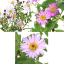 (山野草)キク(菊) ヒメノコンギク(姫野紺菊) 3種セット 初姫・青花・紅帽子 3号(3ポット)