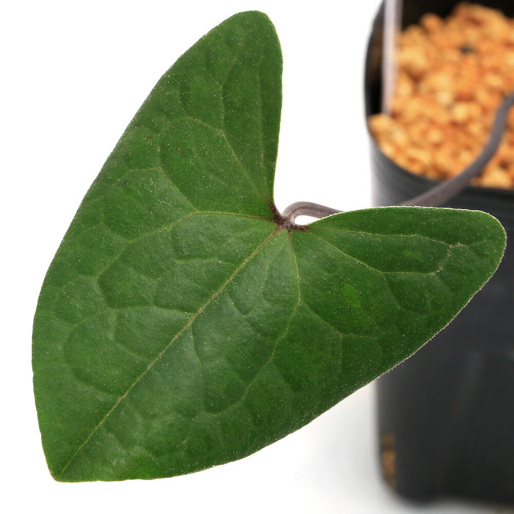 （山野草）カンアオイ（寒葵）八重咲コシノカンアオイ（越ノ寒葵）　3号（1ポット）古典園芸