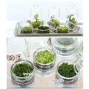 (観葉植物)苔テラリウム 育て方の説明書付き豪華10点セット 植物の実験室(1セット)