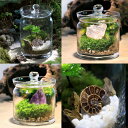 (観葉植物)苔テラリウム 地球の歴史を感じよう 鉱石・化石レイアウト3種セット アンモナイトスライス アメジスト ローズクオーツ 説明書付(1セット)