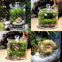 (観葉植物)苔テラリウム 地球の歴史を感じよう 鉱石・化石レイアウト3種セット アンモナイト タイガーアイ 黒曜石 育て方の説明書付き(1セット)