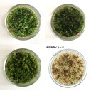 (観葉植物)苔Terrarium 3種類の苔セット 苔を観察してみよう! ヤマゴケ スナゴケ ハイゴケ コルクボトル ミニ 説明書付(3個)