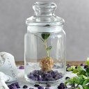 (観葉植物)洋ラン ボトルドオーキッド スイング おまかせ洋ラン アメジスト付き(さざれ石)1個 ギフト インテリア ガラスボトル