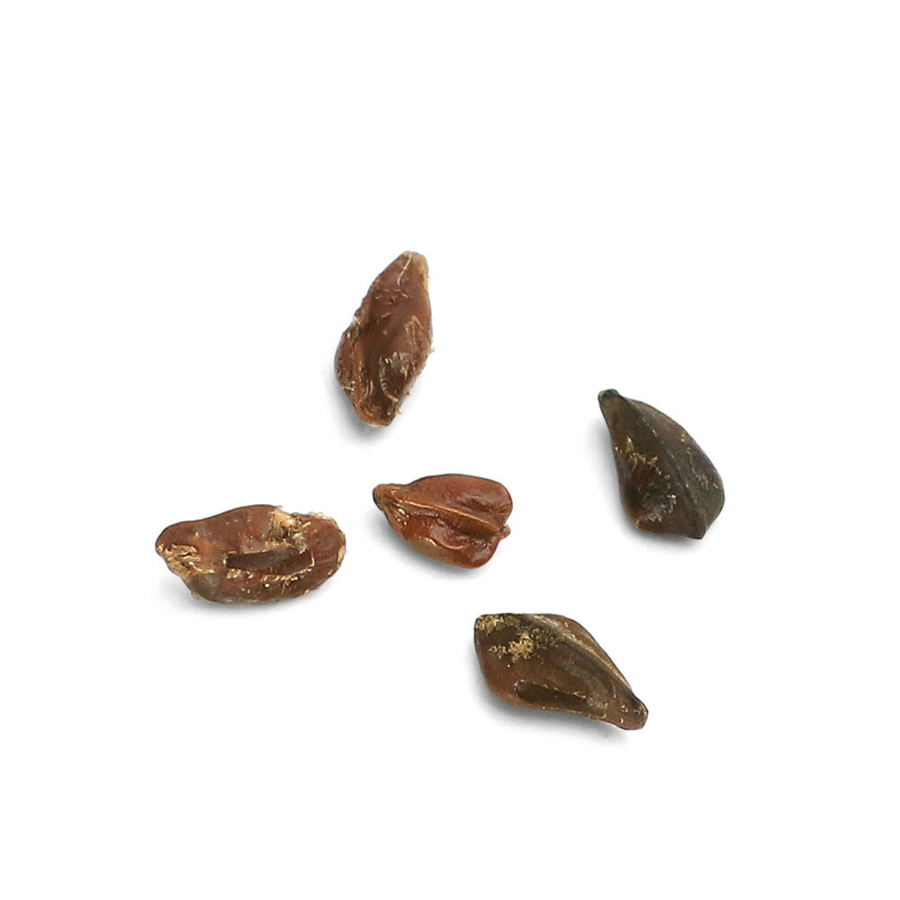 （観葉植物）【種子】センナ・メディオナリス（10粒）発芽温度30℃～