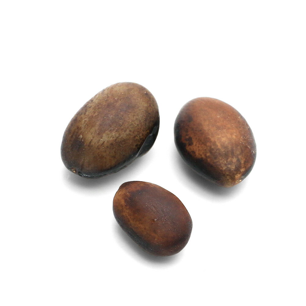 （観葉植物）【種子】デロニクス・プミラ（5粒）発芽温度30℃～ 関東当日便