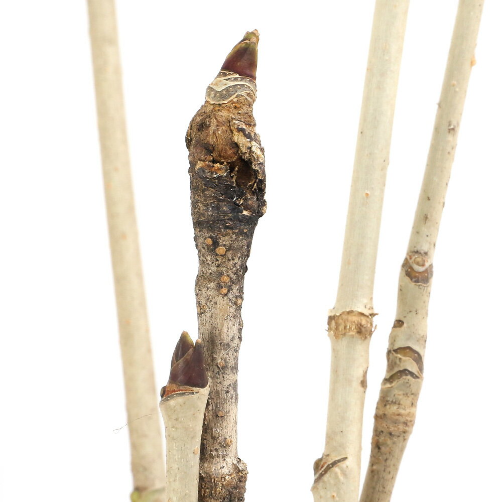 （山野草）山菜 ★株売り★ コシアブラ（漉油）素掘り苗 株売り5株 家庭菜園 盆栽 庭木