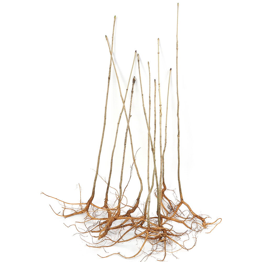 �ʻ�����˻��ڡ������������������֥�ʹ������Ƿ����ġ������10���������ڱࡡ�ߺϡ�����