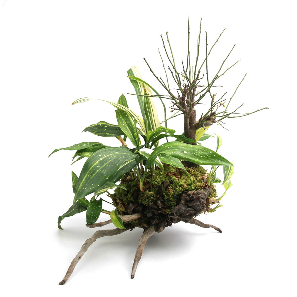 （山野草）一点物 梅とハラン 流木仕立て（392499）（1鉢）（休眠状態）