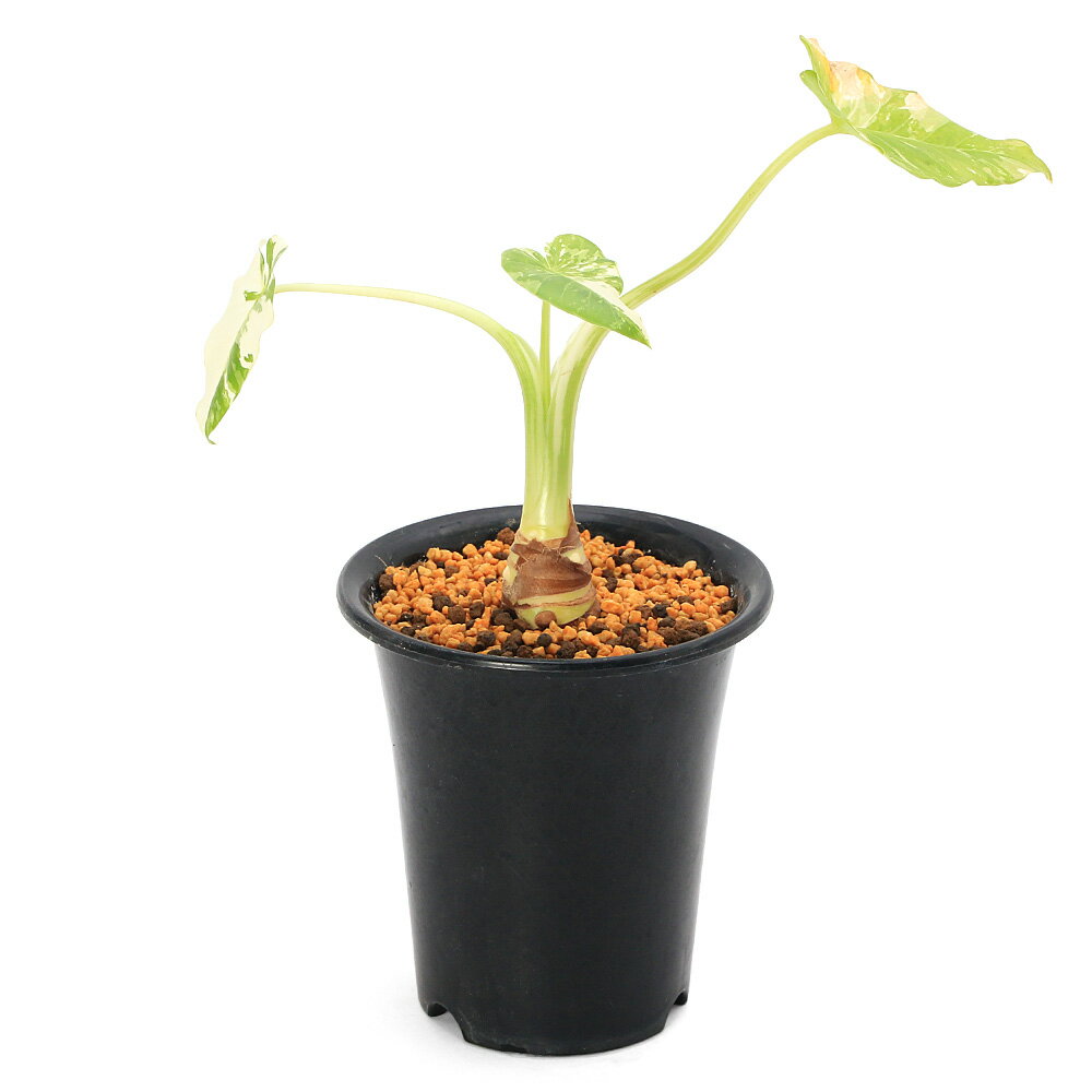 一点物斑入りクワズイモ5号