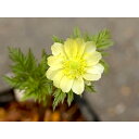 (山野草)品種系フクジュソウ(福寿草)秩父銀セルフ 3号(1ポット)(休眠状態)