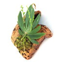 (観葉植物)洋ラン オーニソセファルス ドラブラタス コルク付き(1個)