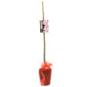 (山野草)庭木苗 サクラ(桜)おかめ桜(オカメザクラ)4号~(1ポット)