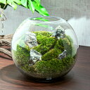 (観葉植物)LED植物育成用ライト付き 苔テラリウム スフィア レイアウト完成品(1個)育て方の説明書付 コケテラリウム 苔テラ コケテラ インテリア