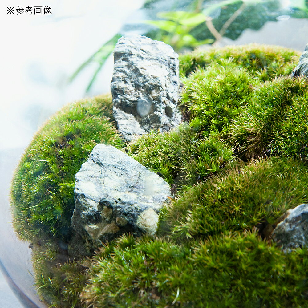 charm 3980 楽天市場店の（観葉植物）LED植物育成用ライト付き　苔テラリウム　スフィア　レイアウト完成品（1個）育て方の説明書付　コケテラリウム　苔テラ　コケテラ　インテリア｜アングル2
