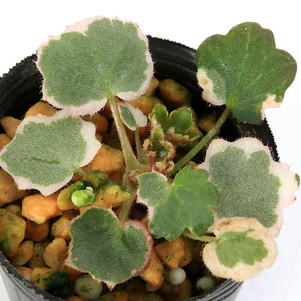 （山野草）ビバリウムプランツ 斑入りユキノシタ（雪の下）御所車 3cmポット（1ポット）